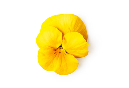Viooltjes