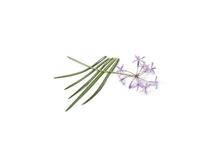 Kaapse Knoflook