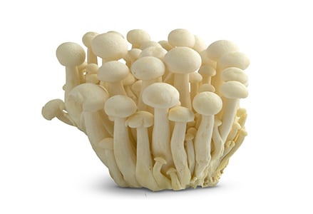 Bundelzwam Paddenstoel