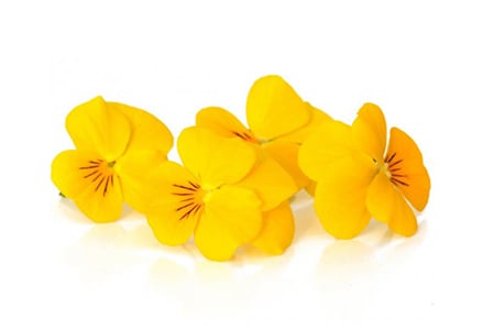 Gele Viooltjes