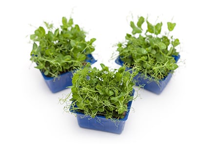 Affilla Cress