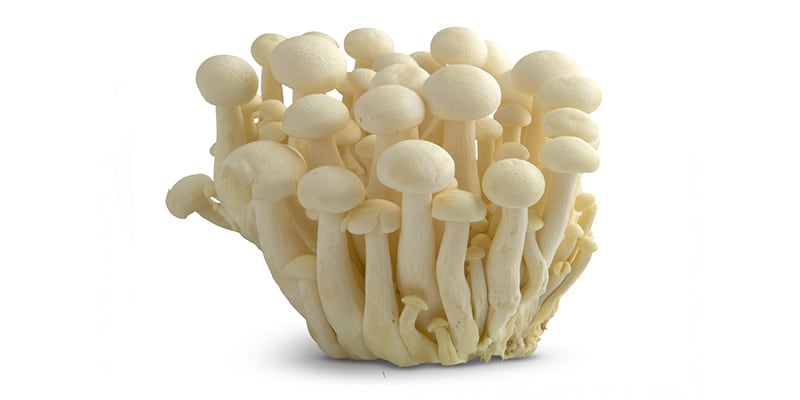 Bundelzwam Paddenstoel